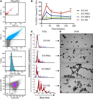 Extracellular Vesicles Released from Mycobacterium tuberculosis-Infected Neutrophils Promote Macrophage Autophagy and Decrease Intracellular Mycobacterial Survival